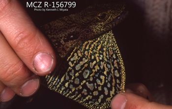 Media type: image;   Herpetology R-156799 Description: Photo of animal in life, taken in the field by Dr. Kenneth Ichiro Miyata. A slide of the photo was scanned in 2012 by Melissa Wooley.;  Aspect: head lateral